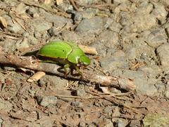 Pelidnota prasina