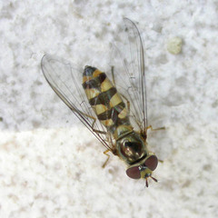 Meliscaeva auricollis