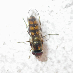 Meliscaeva auricollis