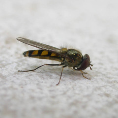 Meliscaeva auricollis