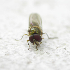 Meliscaeva auricollis