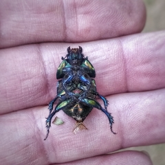 Sericotrupes niger