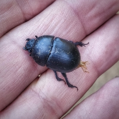 Sericotrupes niger