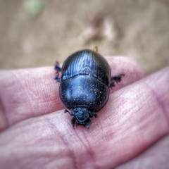 Sericotrupes niger