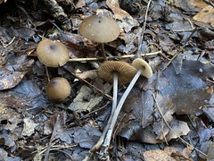 Entoloma hebes