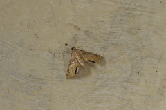 Petrophila triumphalis