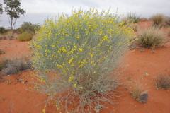 Crotalaria eremaea