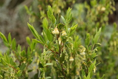 Diospyros glabra