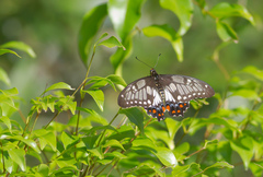 Papilio anactus
