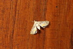 Petrophila triumphalis