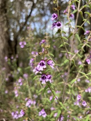 Prostanthera