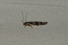 Mompha subbistrigella