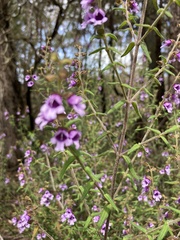 Prostanthera