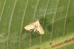 Petrophila triumphalis