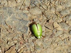 Pelidnota prasina