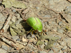 Pelidnota prasina