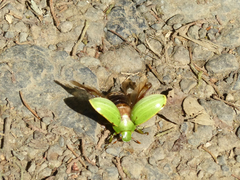 Pelidnota prasina