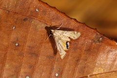 Petrophila triumphalis