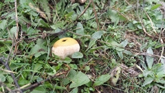 Lycoperdon pratense
