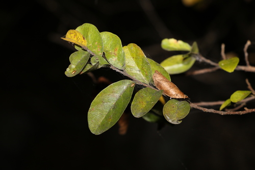 Antidesma parvifolium (Antidesma parvifolium)