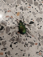 Calosoma schayeri