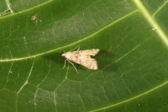 Petrophila triumphalis