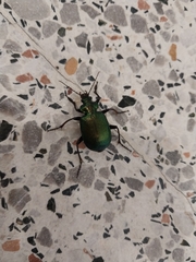 Calosoma schayeri