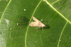 Petrophila triumphalis