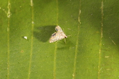 Petrophila triumphalis
