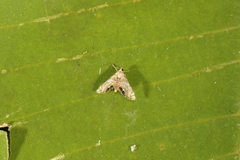 Petrophila triumphalis