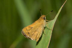 Taractrocerini
