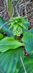 Eucomis regia