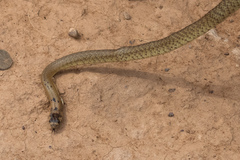 Pseudonaja aspidorhyncha