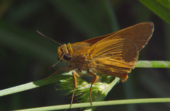 Parnara amalia