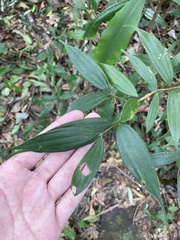 Cinnamomum subavenium