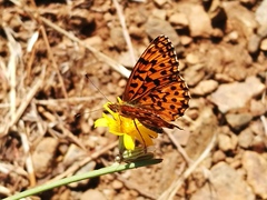 Boloria dia