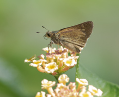 Parnara amalia