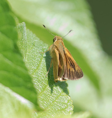 Parnara amalia