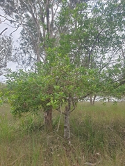 Acronychia littoralis