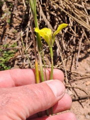 Moraea bellendenii