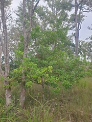 Acronychia littoralis