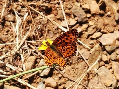 Boloria dia