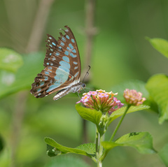 Graphium eurypylus