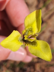Moraea bellendenii