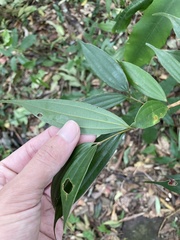 Cinnamomum subavenium