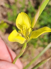 Moraea bellendenii