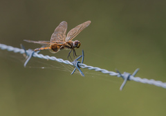 Tramea loewii