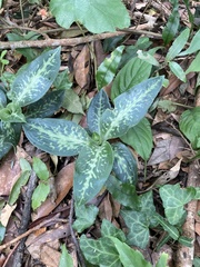 Goodyera daibuzanensis