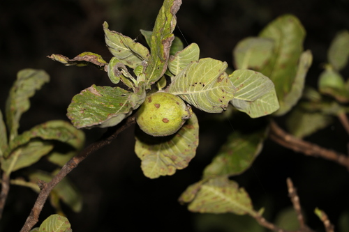Image of Larsenaikia ochreata by (c) Greg Tasney, some rights reserved (CC BY-SA)