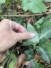 Goodyera daibuzanensis